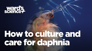 Caring and Culturing for Daphnia [upl. by Yesoj]