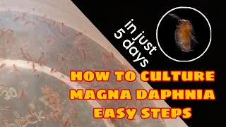 How to Culture Magna Daphnia Easily [upl. by Shelly]