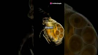 How to culture Daphnia for your Aquarium [upl. by Reema685]