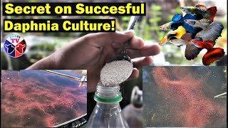 How to Culture Daphnia Successfully [upl. by Taylor]