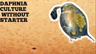 HOW TO CULTURE DAPHNIA NATURALLY WITHOUT A STARTER [upl. by Zemaj]