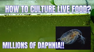 How to Culture Daphnia Secret Method to Breed MILLIONS  Simply Aquatic [upl. by Ayojal]