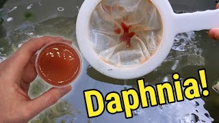 How I Culture Daphnia In Outdoor Tubs [upl. by Rich]