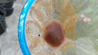 How to culture daphnia moina in a small container Part 1 English Subtitle [upl. by Hwang]