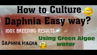 Daphnia MagnaHow to Culture Daphnia Easy wayCulturing Daphnia using Green water Daphnia [upl. by Enaed]