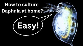 BEST Live Fish Food Beginner guide How to Culture Daphnia at home [upl. by Ahsirpac]