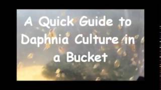 How to culture daphnia outside [upl. by Ydnas]