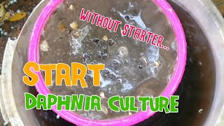 How to culture daphnia moina the easy way 1  Starting the Daphnia culture [upl. by Yantruoc697]