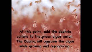 Daphnia  How to grow daphnia in your home [upl. by Samuela125]