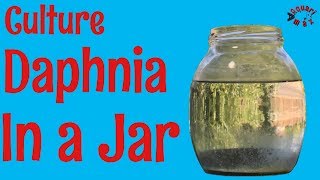 How to Culture Daphnia in a Jar [upl. by Peednam89]