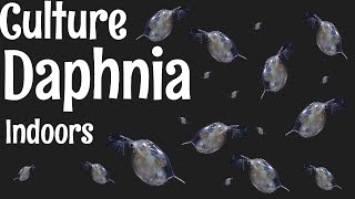 How to Culture Daphnia [upl. by Zadoc604]