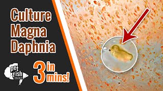 How to culture DAPHNIA MAGNA  The easy way [upl. by Jadd]