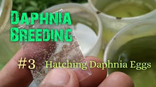 Daphnia Culture made simple and easy 3  Hatching Daphnia eggs [upl. by Seto]