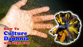 How to Culture Daphnia with ZERO Cost  Unlimited Live Food For Our Fish [upl. by Ahsirak]