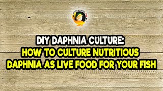 DIY Daphnia Culture How to Culture Nutritious Daphnia as Live Food for Your Fish [upl. by Relyk]