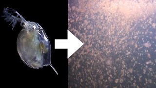 How I Culture Daphnia [upl. by Ailimaj]