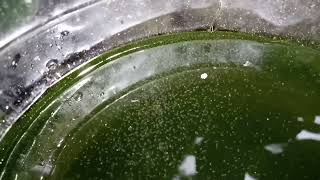 DAPHNIA MOINA CULTURE IN A SMALL BUCKET [upl. by Mcnamara]