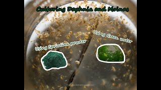 How To Culture Daphnia and Moinas using Green Water Spirulina powder [upl. by Ahsienom568]