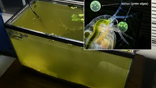 Raising Daphnia for the Freshwater Aquarium [upl. by Ailedamla572]