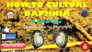 HOW TO CULTURE DAPHNIA In Easy Way [upl. by Wurst]